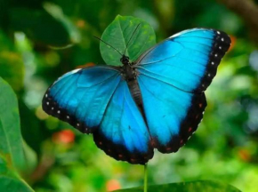 Cabana la Mariposa